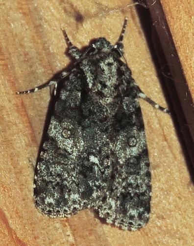Réf. 285 945 : Acronicta rumicis